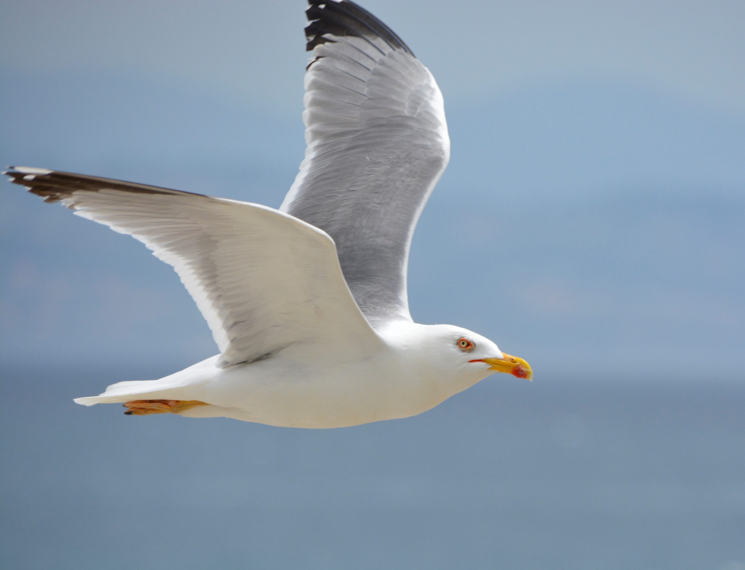 If seagulls could talk